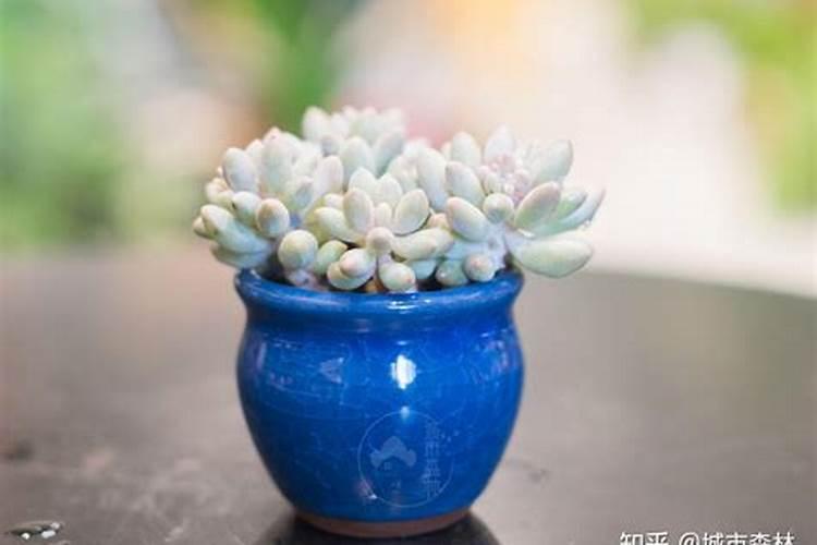 水溶肥每株苹果施多少斤