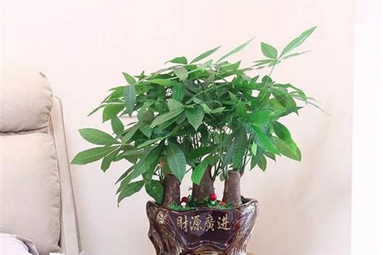 草莓有机肥多久浇一次水好