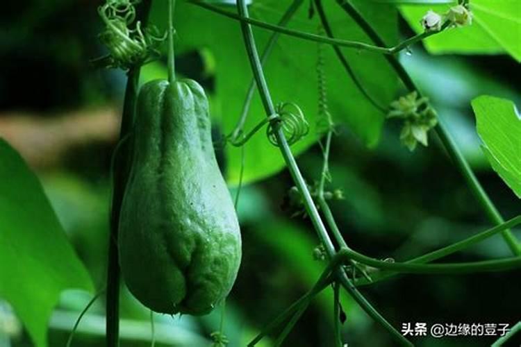 佛手瓜喜肥吗 喜欢施什么肥料