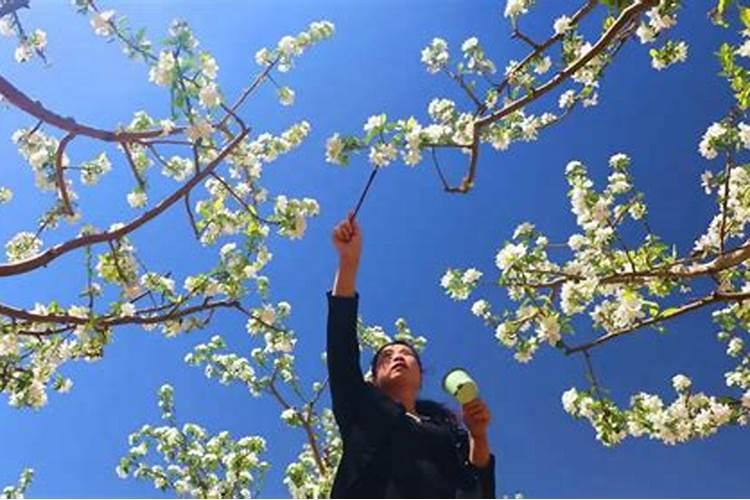 果树开花能不能浇水和施肥