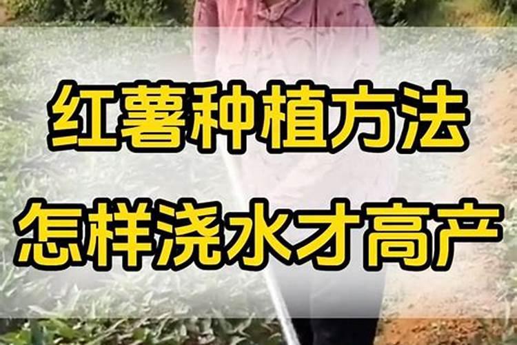 地瓜用什么肥料最好