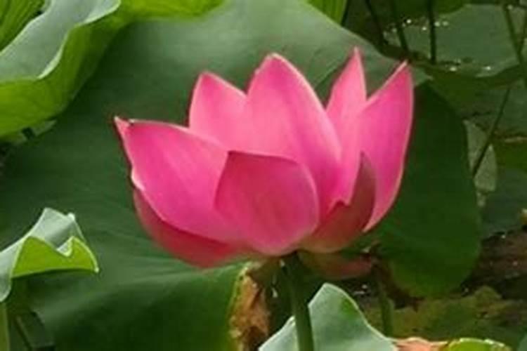 缸养荷花怎么施肥