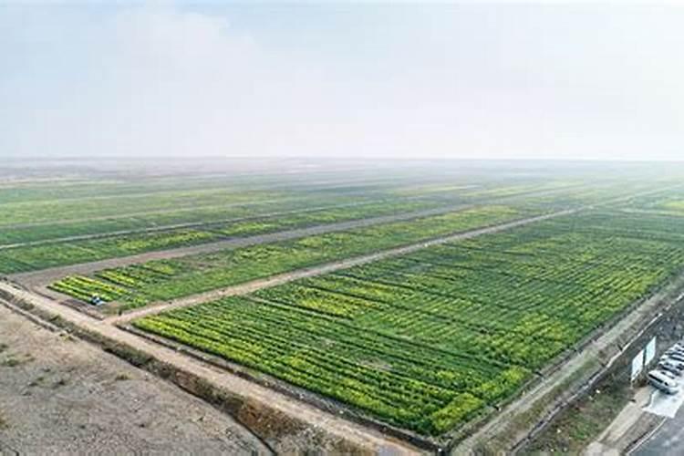 盐碱地土壤的植物喷施什么