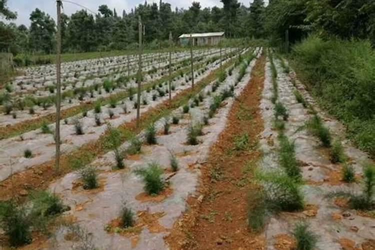 天冬种植技术与栽培管理