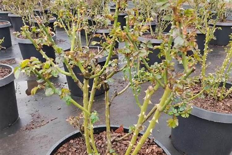 月季花怎么使用复合肥