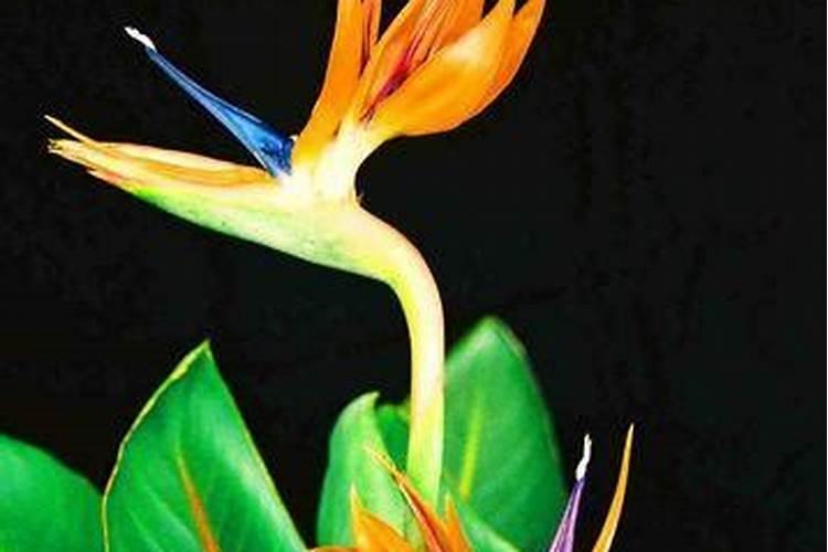 鹤望兰如何长侧芽