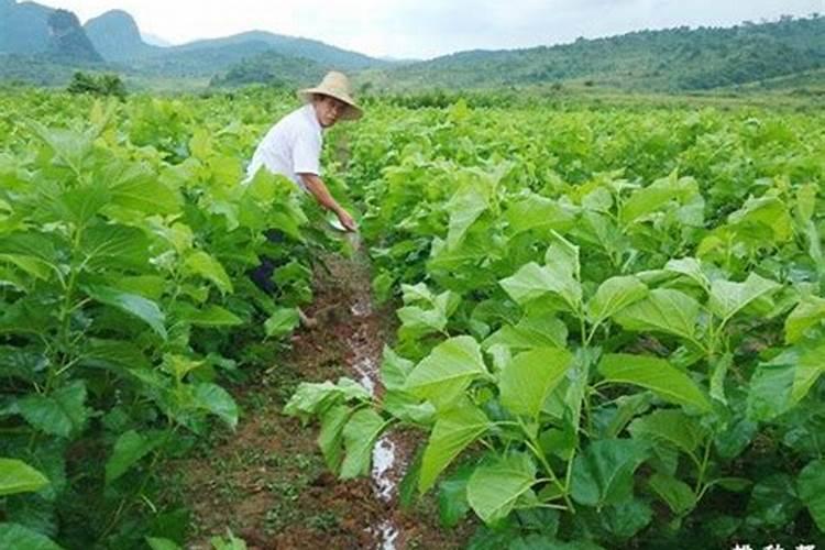 什么肥料对兰花发芽生根开花最好
