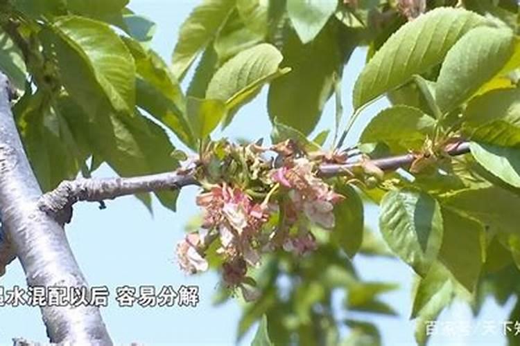 露天大樱桃,同一品种怎样才能果大色好早上市？