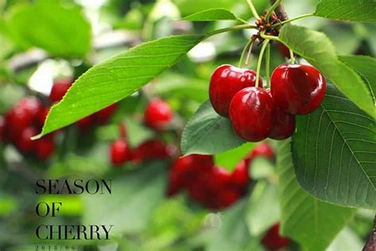 樱桃结果期冲施什么肥料好？樱桃膨果期用哪种水溶肥效果好？