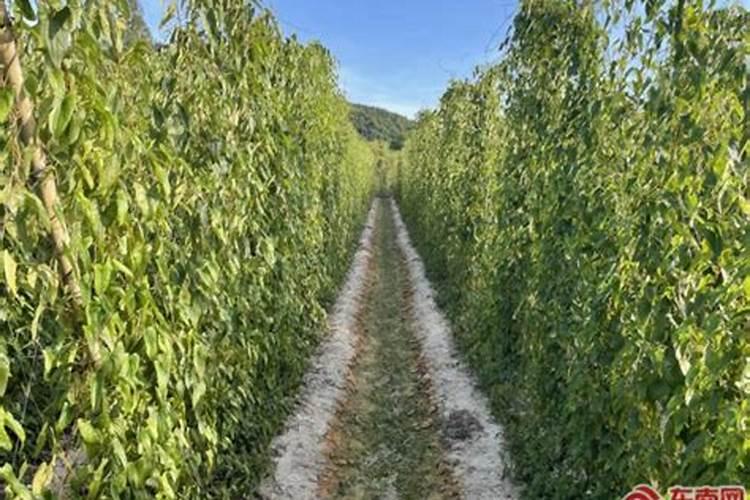 桃树用什么激素保花保果最好