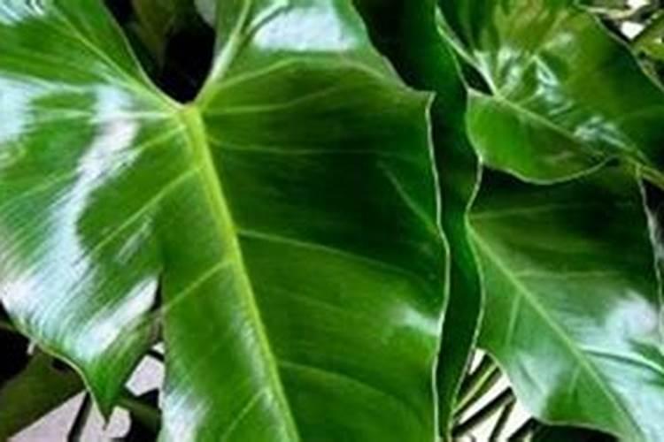 磷酸二氢钾可以给所有花卉灌根和叶面喷施吗？