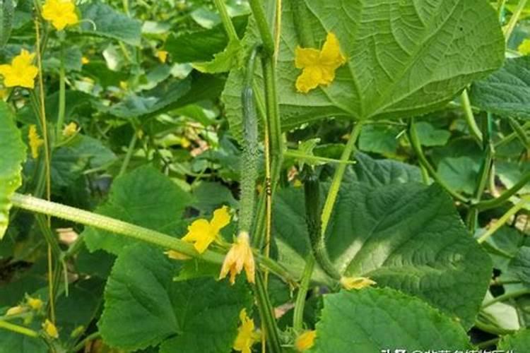 什么东西含磷可以做肥料、在家怎样自制磷肥