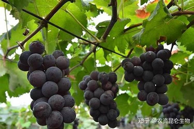 什么是中钾肥和低钾肥