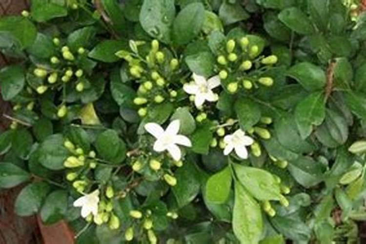 橘子皮泡了一年可以浇花吗