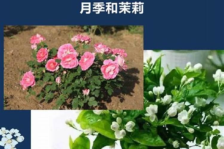 麻核桃树怎么喷施多效唑？什么季节最好？