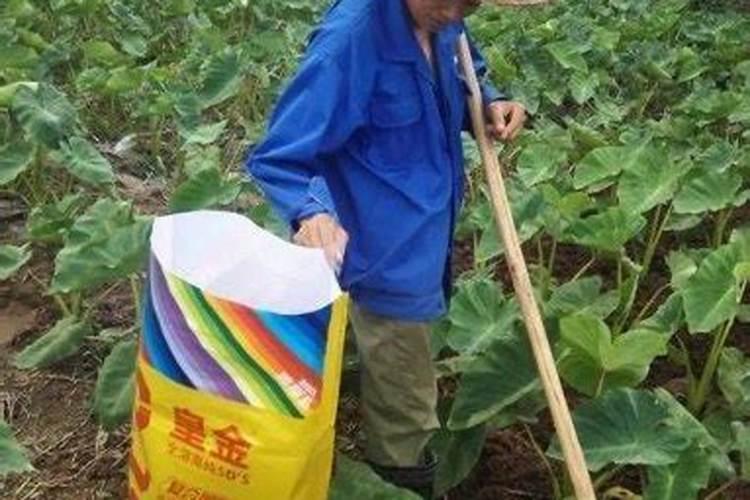 种姜种芋头用什么肥料好？