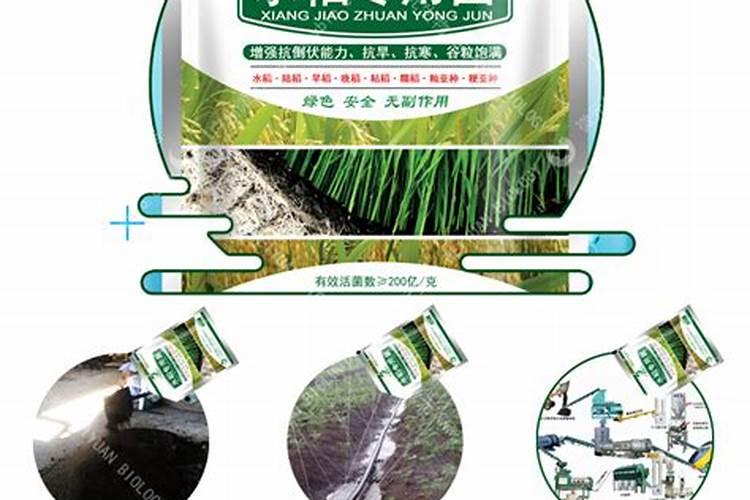 水稻旱种技术要点