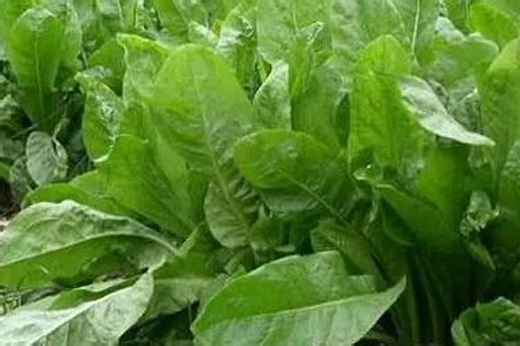 种菠菜用什么肥料 四季应该怎么办