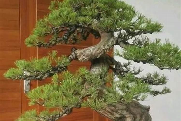 什么是微生物冲施肥？怎么判别好的微生物冲施肥？