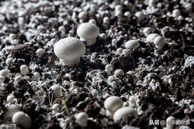 蘑菇种植需要哪些肥料