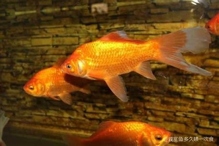 鱼蛋白使用注意事项