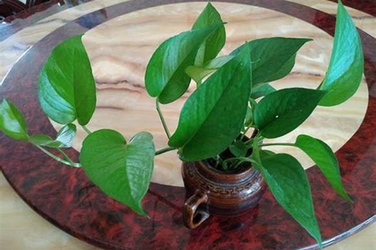 果树促花用什么叶面肥好？