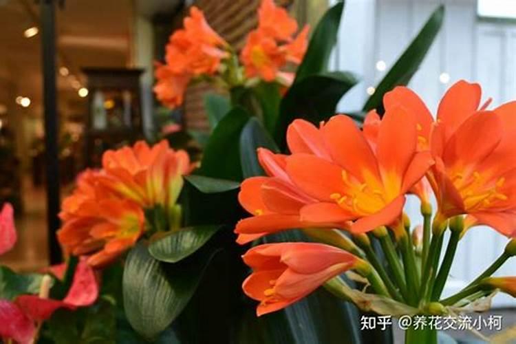 怎样施花肥花才开得好,想让花开花多施什么肥