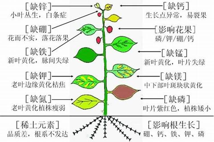 早春一号栽培要点