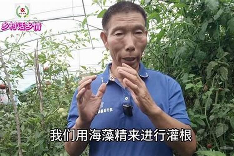 辣椒生根用什么水溶肥好？