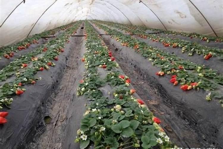 草莓磷肥什么时候用？磷肥施用过量该怎么补救？