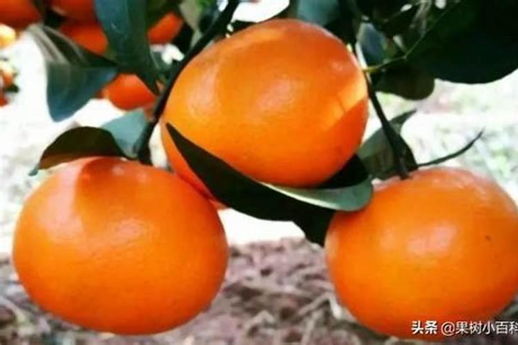 柑橘采收前如何浇水施肥柑橘施肥哪些是要注意的