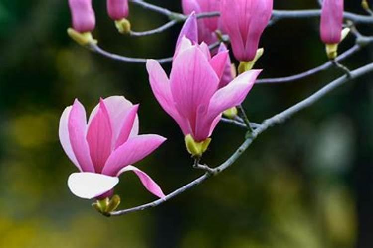 月季花叶子发黄怎么办
