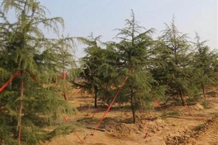 腐植酸叶面肥的具体作用是什么？什么时候用效果最好？