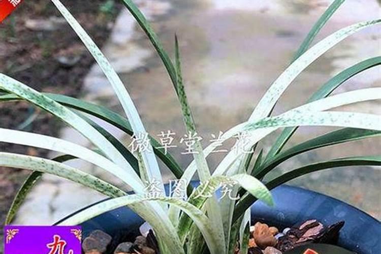 莲瓣兰的养殖方法