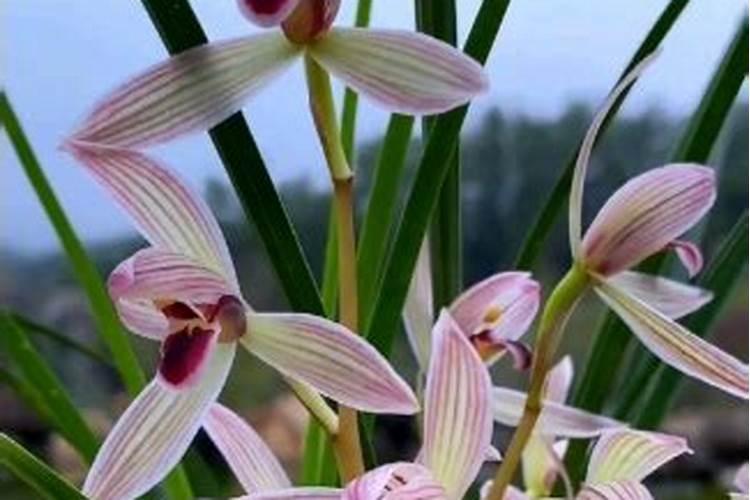 兰花发芽怎么养？