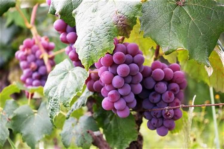 葡萄种植需要施什么肥料