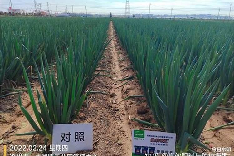 自己种的葱拿什么施肥