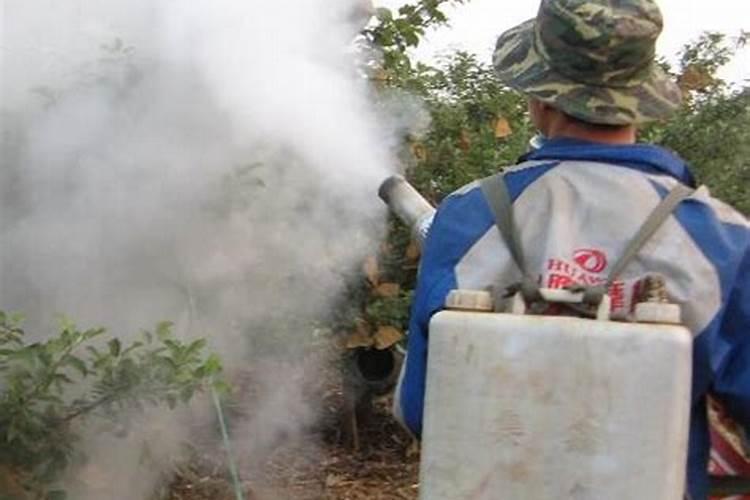 草莓苗种植多久能结果 怎么浇水施肥