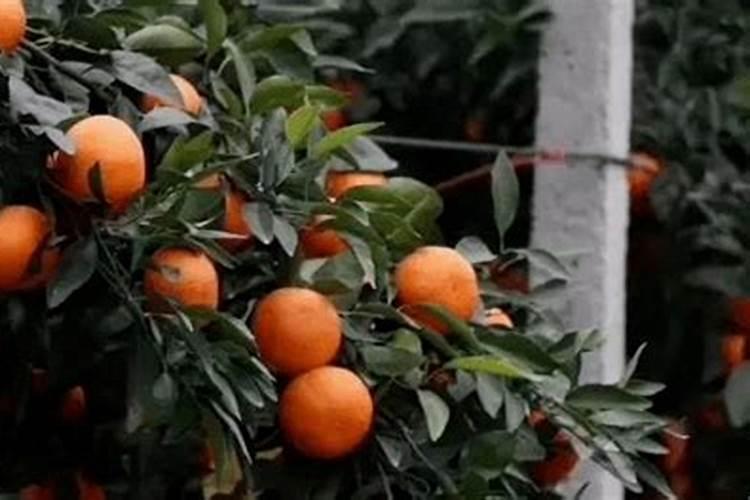第一年种的沙糖桔,11月份了还要不要放肥料