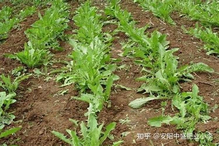 冬枣发生畸形果怎么办 冬枣畸形果防治方法