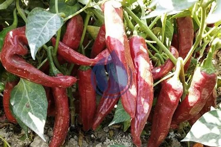 油菜复合肥氮磷钾比例花卉百科