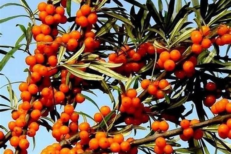 种植沙棘的正确方法