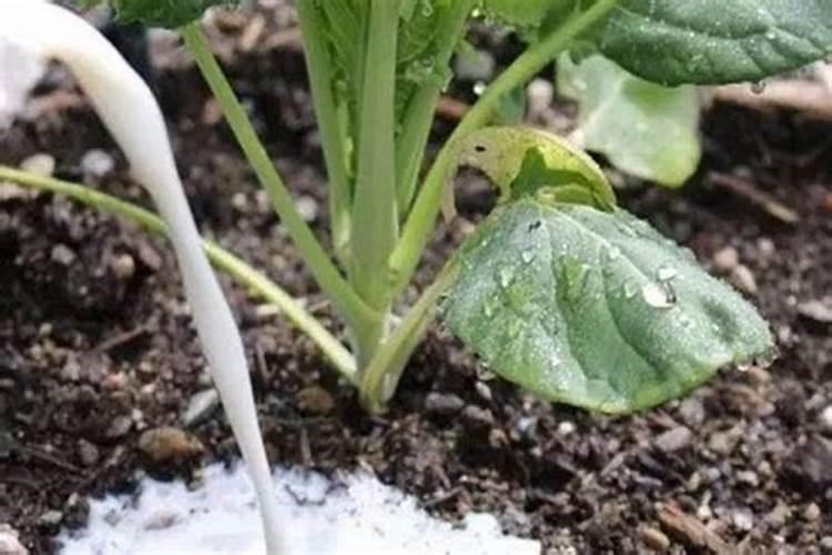 家里5种东西,养花特别好,一分钱不花,花草就能长得旺开花多