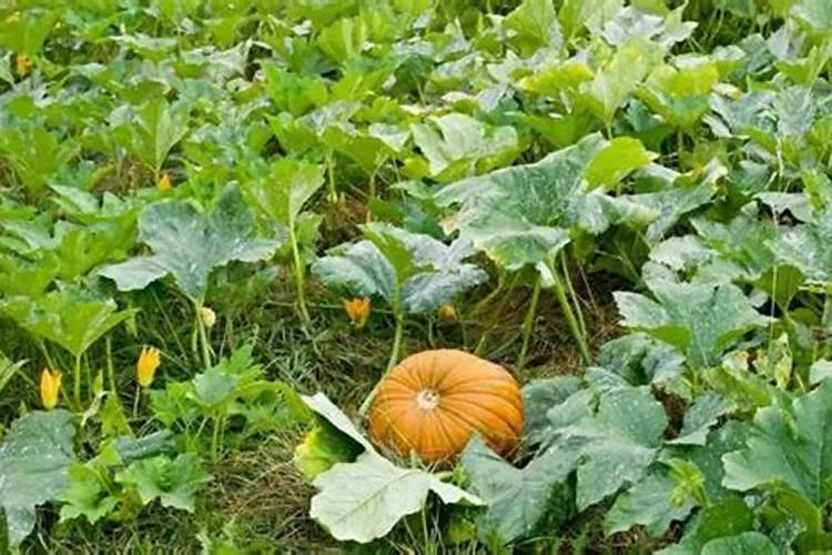 植物叶子发黄缺什么肥料