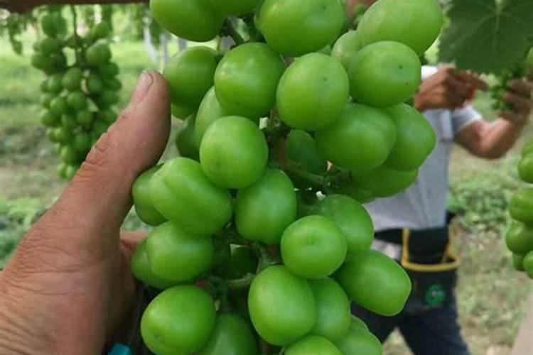阳光玫瑰葡萄见信使花还能浇地施肥吗？