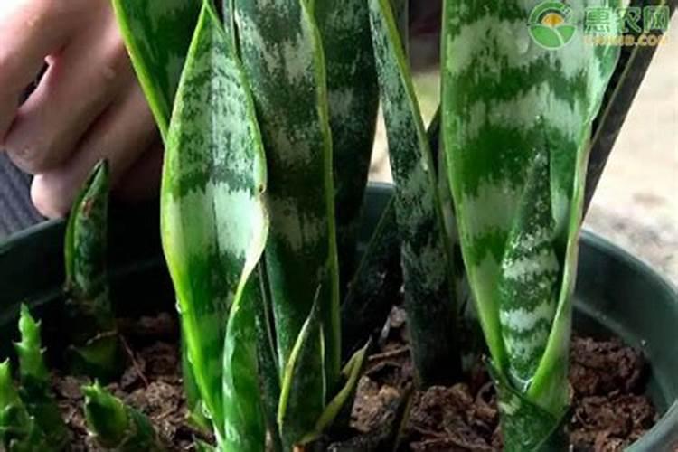 虎皮兰冬天多久浇水 虎皮兰冬天几天浇水