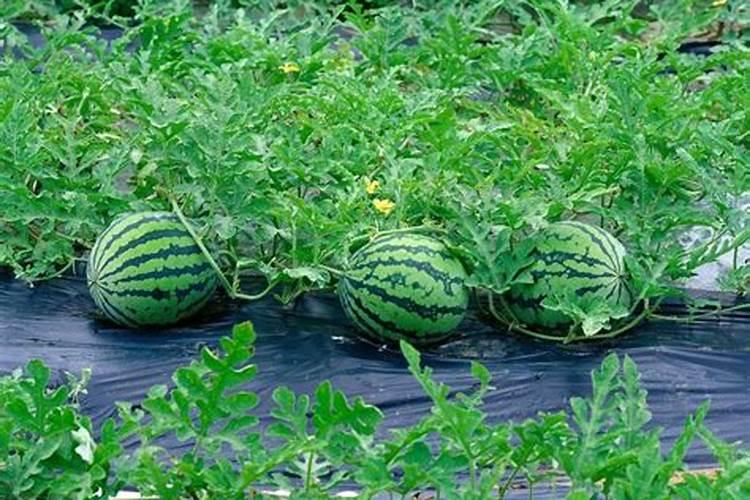 西瓜开花结果期怎么施肥和管理