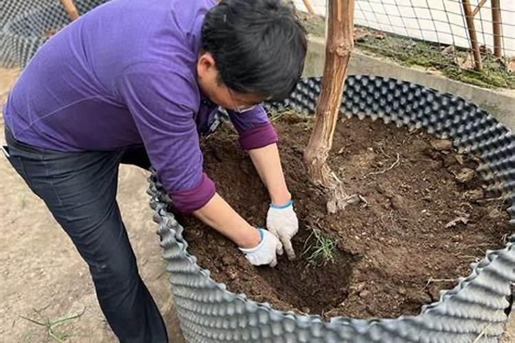 葡萄生根肥用什么好