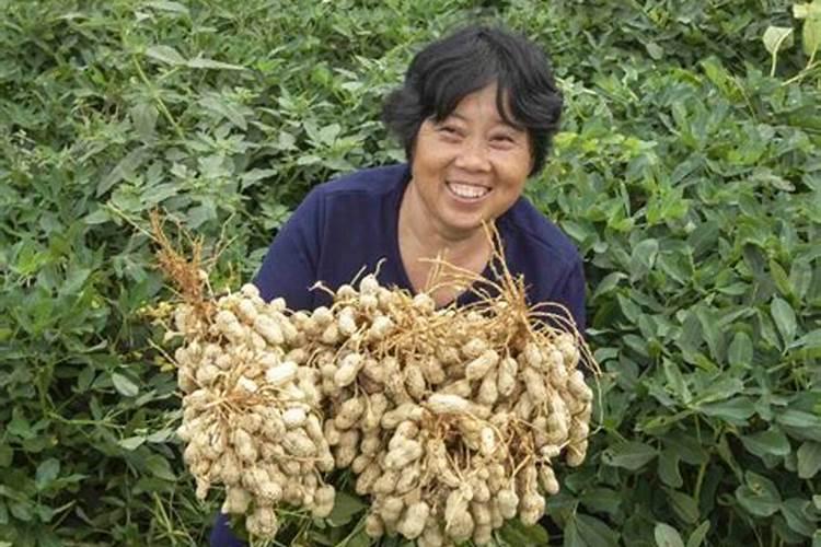 硼钼肥在花生盛花期可以打吗？