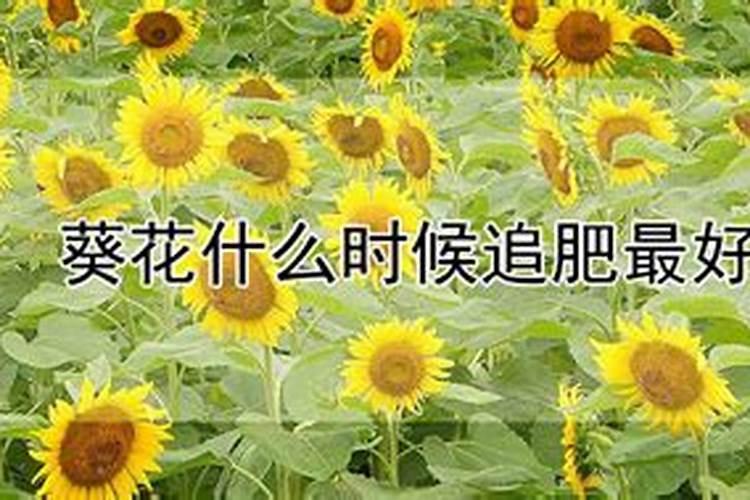 葵花苗一米高了,多久追肥比较合适？追什么肥合适？